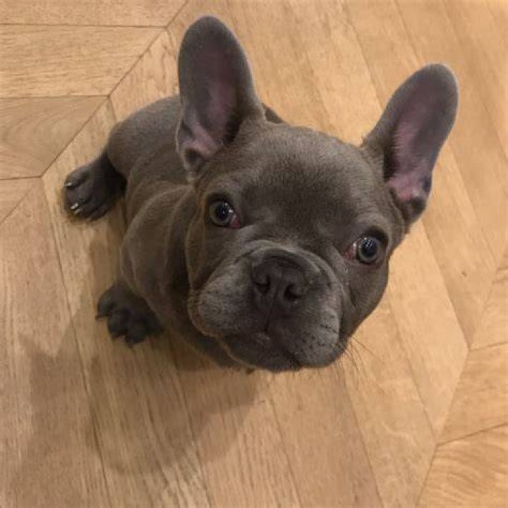LeBron James Pets