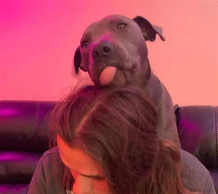 Prince Jackson Pets