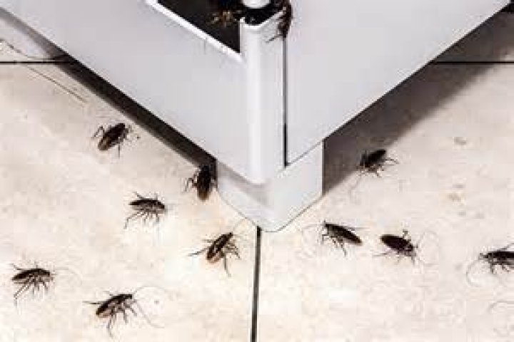 roaches